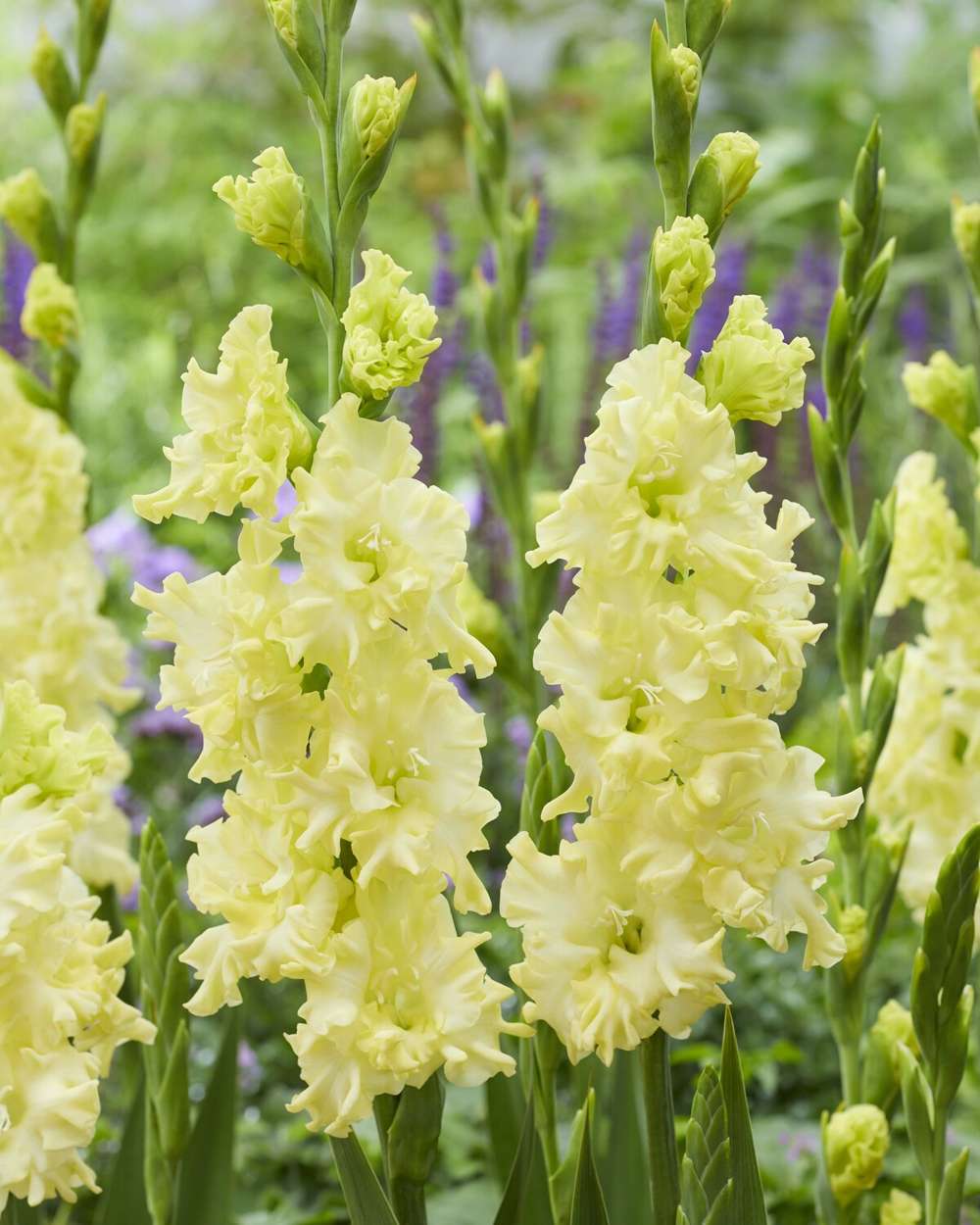 Gladiolus 'Lemon Ruffle'